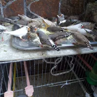 فنچ|پرنده|قم, بنیاد|دیوار