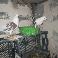 3عدد کبوتر یک نر دو ماده|پرنده|لاجان, |دیوار