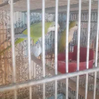 راهب مولد|پرنده|کرج, چمن|دیوار