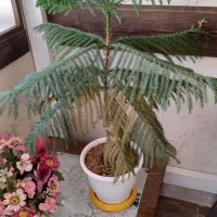 گل و گلدان|گل و گیاه طبیعی|اصفهان, شهرک صنعتی امیرکبیر (شاپور جدید)|دیوار