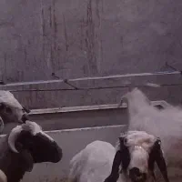 کره نر سانن