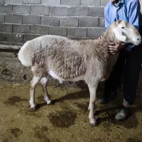 قوچ اصل قزاقی دو دندان