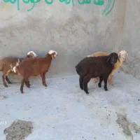 فروش 4راس بره 2تا نر 2تا ماده 67میلیون