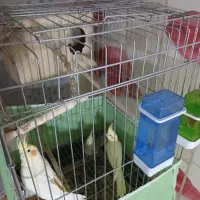 فروش عروس هلندی