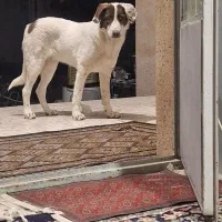 واگذاری سگ نگهبان قیمت ۱۵۰۰