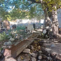 سلام دوعدد بز پاکستانی با بزغاله اش|حیوانات مزرعه|سراب, |دیوار