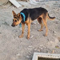 واگذاری سگ ژرمن ماده|سگ|هشتگرد, ایقربلاغ|دیوار