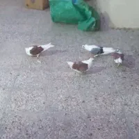 کبوتر اصفهانی دوکتی