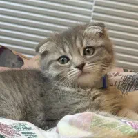گربه اسکاتیش