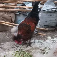 حیوانات مزرعه