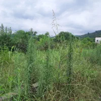 فروش ۲۶۹ متر زمین مسکونی محدوده لپاسرک رامسر