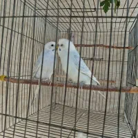 مرغ عشق|پرنده|مرودشت, رامجرد یک|دیوار