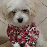 شیتزو هفت هشت ماهه