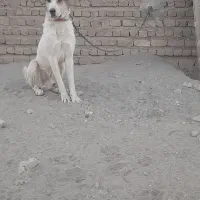 سگ نرسرابی|سگ|قم, کلهری|دیوار