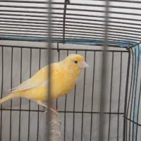 قناری نر قرص .ماده مست مست