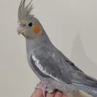 عروس سخنگو مرغ عشق دستی و مولد