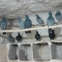 کبوتر  مسا فتی|پرنده|چگنی, |دیوار