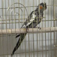 عروس هلندی|پرنده|قم, بکایی|دیوار