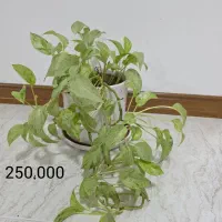 گل و گیاه طبیعی|گل و گیاه طبیعی|جم, |دیوار