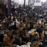 جوجه محلی بومی