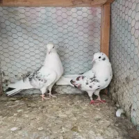 کبوتر تهرونی|پرنده|مشهد, ادیب نیشابوری (شهرک غرب)|دیوار