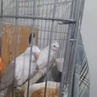 عروس هلندی البینو مولد ۵تخم سالم وسرحال