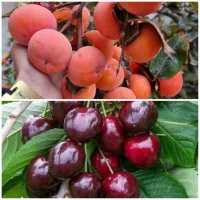 فروش درخت خرمالو و گیلاس تکدانه