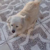 سگ نر|سگ|سیرجان, |دیوار