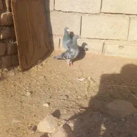 12عددکفترفروشی|پرنده|بردسکن, |دیوار