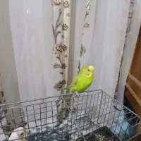 ۲تا مرغ عشق سالم خراسان رضوی کاشمر  ایزدی۷