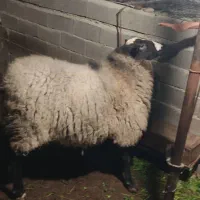 قوچ رومانوف