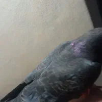 اشیا|حیوانات|سبزوار, قلعه‌نو دهزار|دیوار