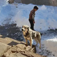 سگ نگهبان|سگ|بجنورد, |دیوار