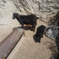 بز دورگ شیر دار