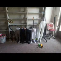 رگال ، استند و صندلی|فروشگاه و مغازه|قم, خاکفرج|دیوار