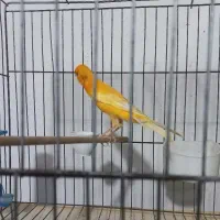 قناری نره بخان|پرنده|رشت, معلولین|دیوار