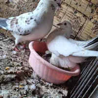 کفتر پرشی|پرنده|بندرعباس, |دیوار