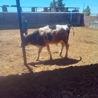 گوساله نر