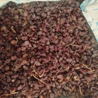 150کیلو کشمش تیزابی