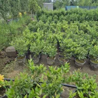 فروش یاس هلندی|گل و گیاه طبیعی|رشت, منظریه|دیوار