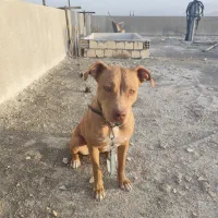 سگ پیت بول تریر