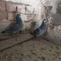 دوتا پلاکی هنوز یکی الا دوتا دیگه تا سر بندهوای|پرنده|مرودشت, کناره|دیوار