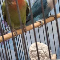 طوطی برزیلی یک جفت|پرنده|سنندج, |دیوار