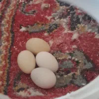 عروس طوطی|پرنده|قزوین, |دیوار
