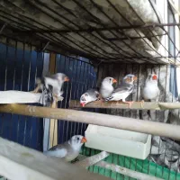 فروش فنچ نژاد دار انگلیسی