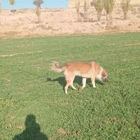 یک عدد سگ گله|سگ|قره چای, |دیوار