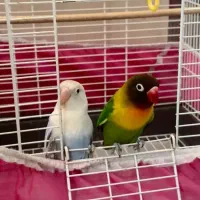 پرنده|پرنده|چالوس, |دیوار