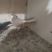 کفتر خوش رنگ|پرنده|محمدیه-قزوین, |دیوار