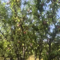 اجاره مغازه میوه فروشی