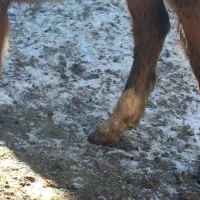 حیوانات اهلی|اسب و تجهیزات اسب‌سواری|قوچان, |دیوار